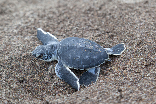 A baby green turtle (Chelonia mydas) crawling to the ocean on the beach in Tortuguero National Park in Costa Rica.
