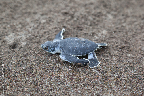 A baby green turtle (Chelonia mydas) crawling to the ocean on the beach in Tortuguero National Park in Costa Rica. © JHVEPhoto