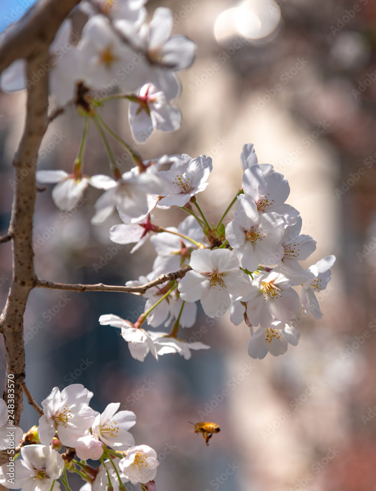 Cherry blossom full bloom in spring season with blur background Cherry blossom full bloom in spring season with blur background
