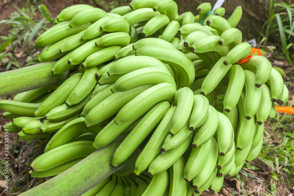Close up of a bunch fresh bananas bat a plantation in Costa Rica. Close up of a bunch fresh bananas bat a plantation in Costa Rica.