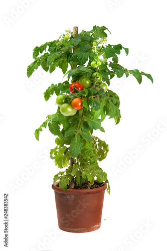 Tomato plant growing in a flower pot isolated on white