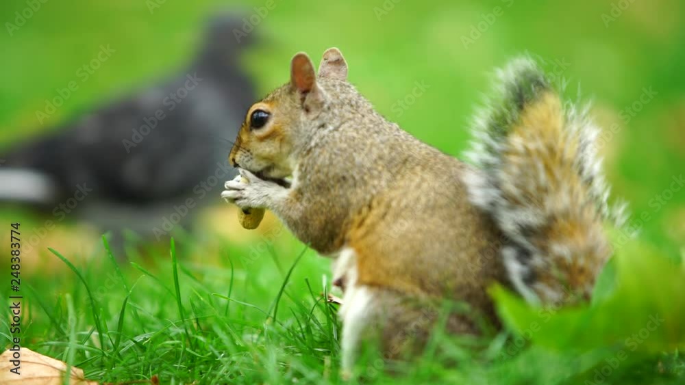 Squirrel Eating Nut At Blured Green Background, London, - Shallow Depth Squirrel Eating Nut At Blured Green Background, London, - Shallow Depth