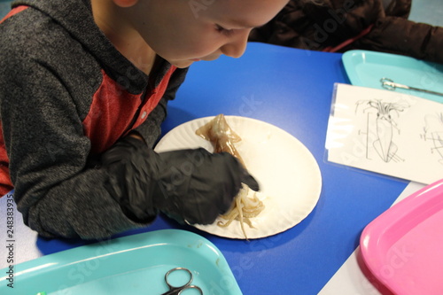 boy dissecting squid