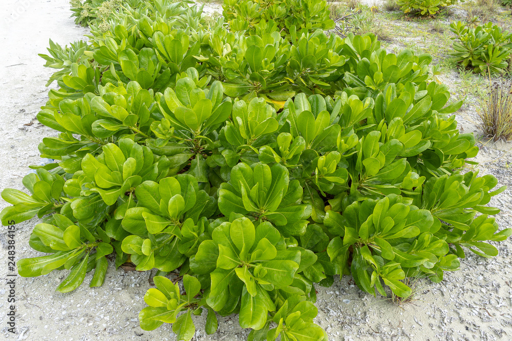 Close up of beach cabbage (Scaevola taccada) on the beach in Maldives