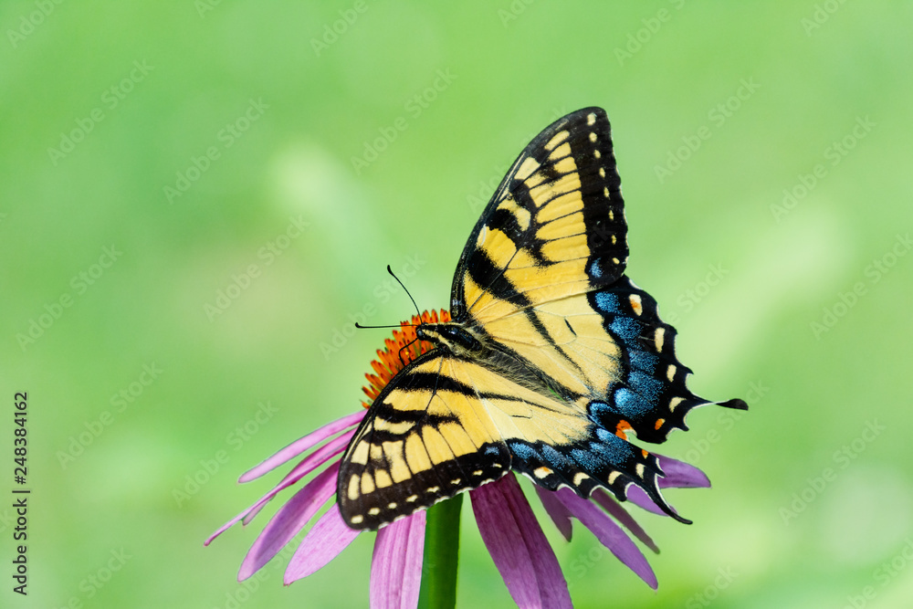 Yellow Eastern Tiger Swallowtail butterfly with spread wings on cone flower on empty light green space background Yellow Eastern Tiger Swallowtail butterfly with spread wings on cone flower on empty light green space background