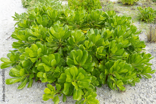 Close up of beach cabbage (Scaevola taccada) on the beach in Maldives. photo