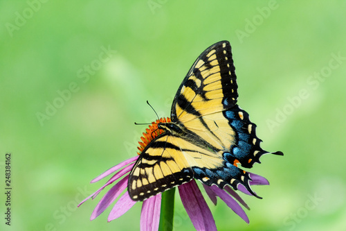 Yellow Eastern Tiger Swallowtail butterfly with spread wings on cone flower on empty light green space background © KQ Ferris