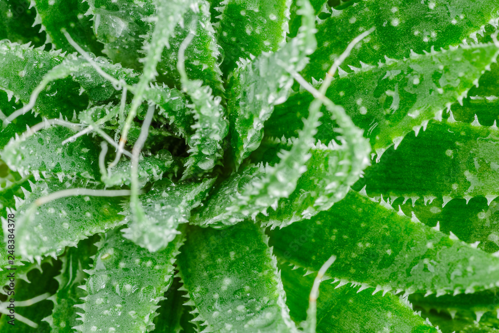 Aloe vera is tropical green plants tolerate hot weather.Aloe vera is a very useful herbal medicine for skin care and hair care that can be used as treatment Aloe vera is tropical green plants tolerate hot weather.Aloe vera is a very useful herbal medicine for skin care and hair care that can be used as treatment