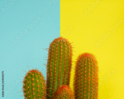 Cactus Fashion Design. Minimal fashion Stillife. Trendy Bright Colors. photo