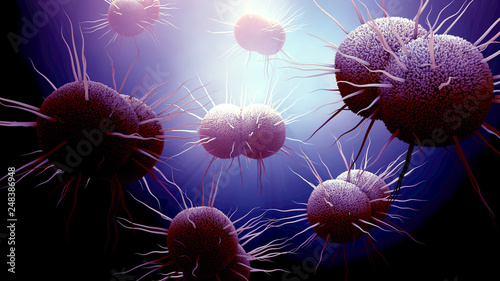 bacterium Neisseria gonorrhoeae, Gonorrhea