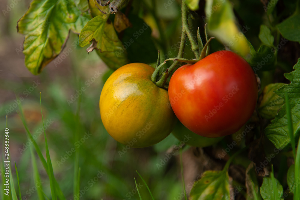 Fresh Homegrown Tomatoes