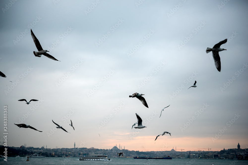 seagulls on sky