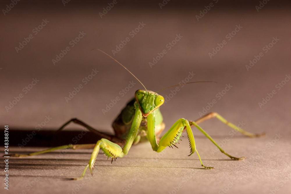 amazing macro shot of a green mantis on an isolated background in the Studio amazing macro shot of a green mantis on an isolated background in the Studio