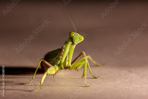 amazing macro shot of a green mantis on an isolated background in the Studio