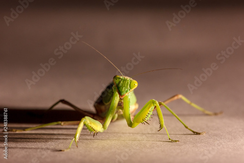 amazing macro shot of a green mantis on an isolated background in the Studio