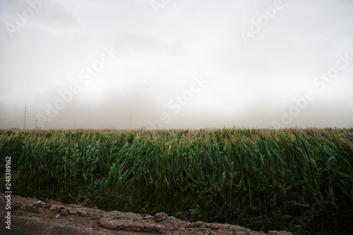 landscape with wheat field and clouds