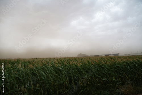 field and blue sky