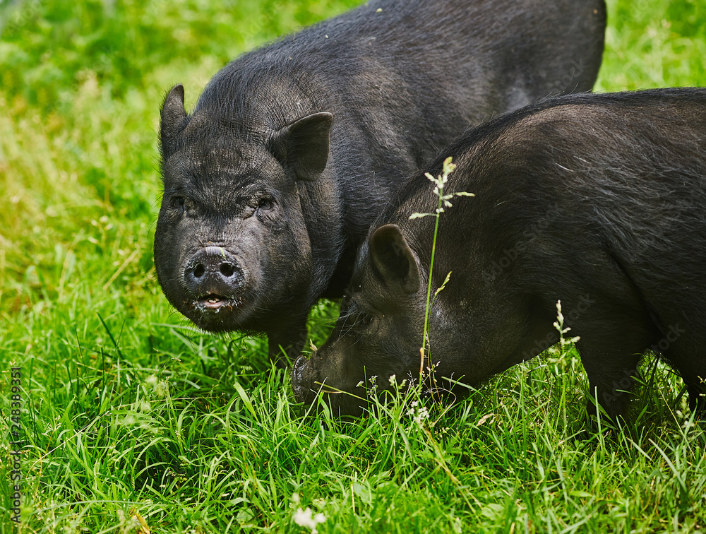 Cute fat pot-bellied pigs on free meadow of private farm Cute fat pot-bellied pigs on free meadow of private farm