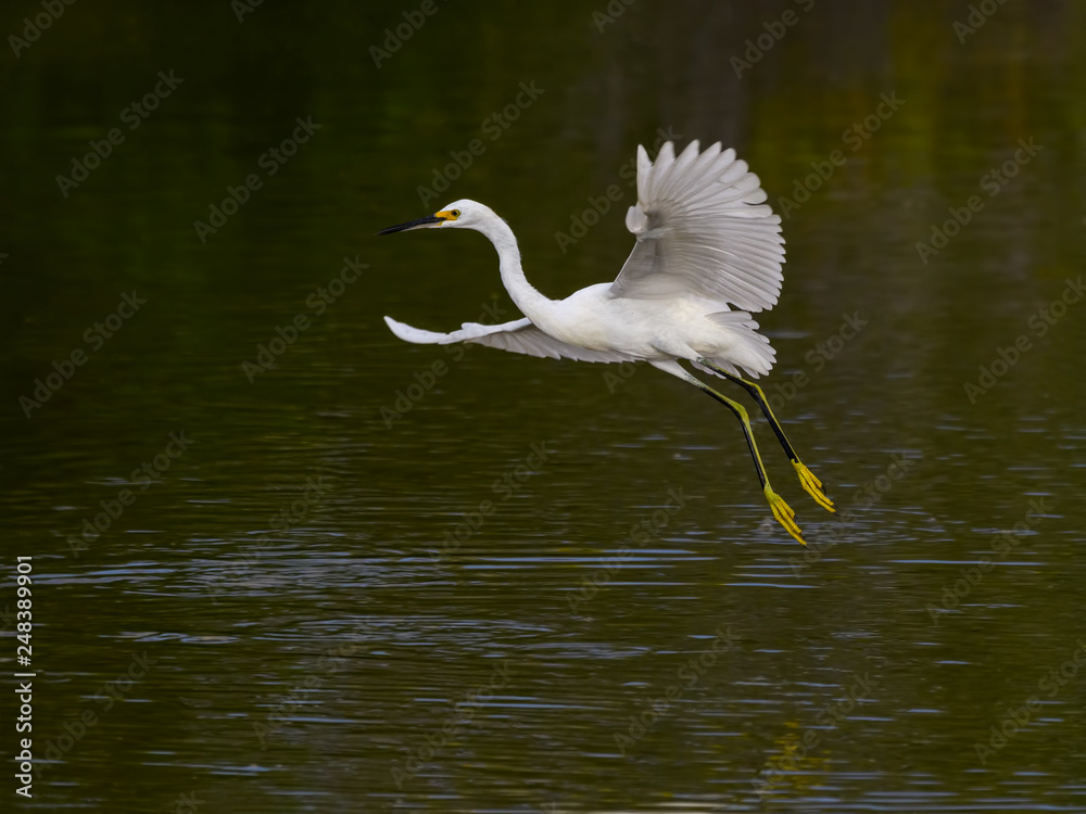 Snowy Egret Taking Off Snowy Egret Taking Off