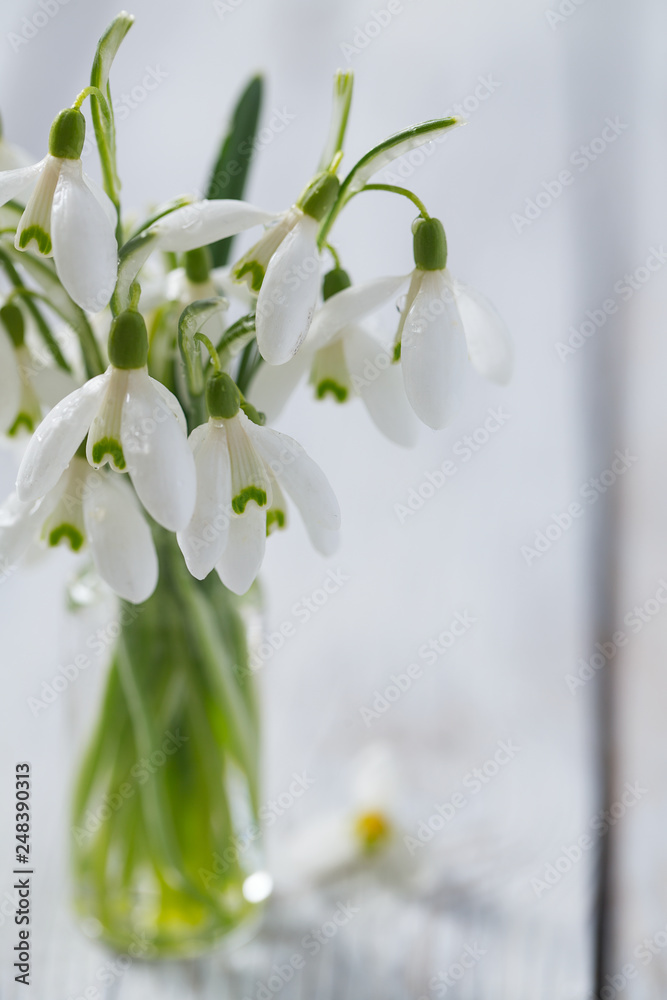 Obraz premium snowdrop on wooden surface