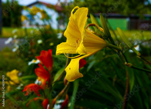 Flowers