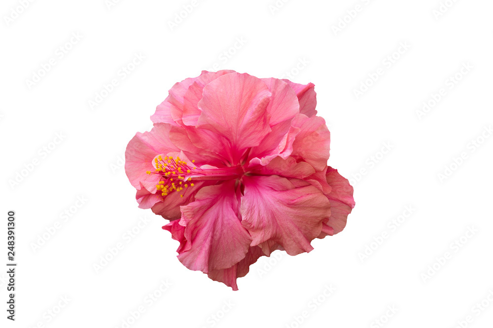 pink hibiscus flower isolated on white background pink hibiscus flower isolated on white background