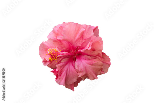 pink hibiscus flower isolated on white background © Teerapong