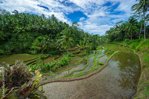 View of beautiful rice terraces in the morning light near Tegallalang village  Ubud  Bali  Indonesia. 