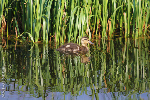 Duck and Reeds by Skip Weeks