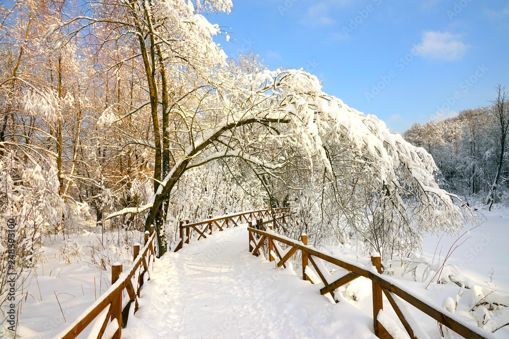 Trail in the forest fenced with a wooden fence, snow-covered tree branches, blue sky. Trail in the forest fenced with a wooden fence, snow-covered tree branches, blue sky.
