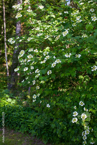 Fototapeta Naklejka Na Ścianę i Meble -  blooming rose bush