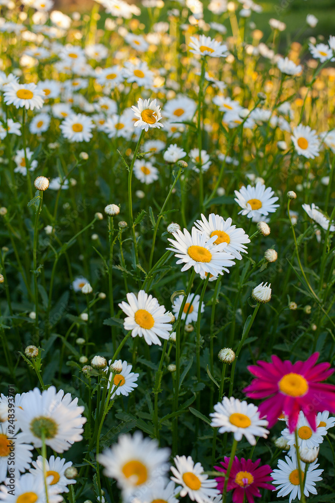 Fototapeta premium field of daisy flowers