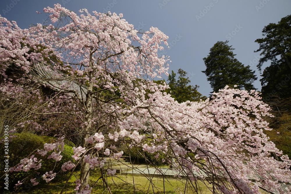 山の辺の道桜風景