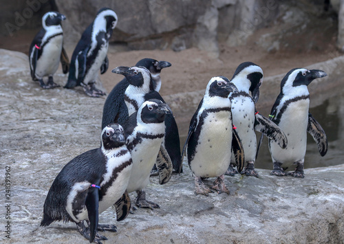 African penguin (Spheniscus demersus), also known as the jackass penguin or black-footed penguin in Denver Zoo