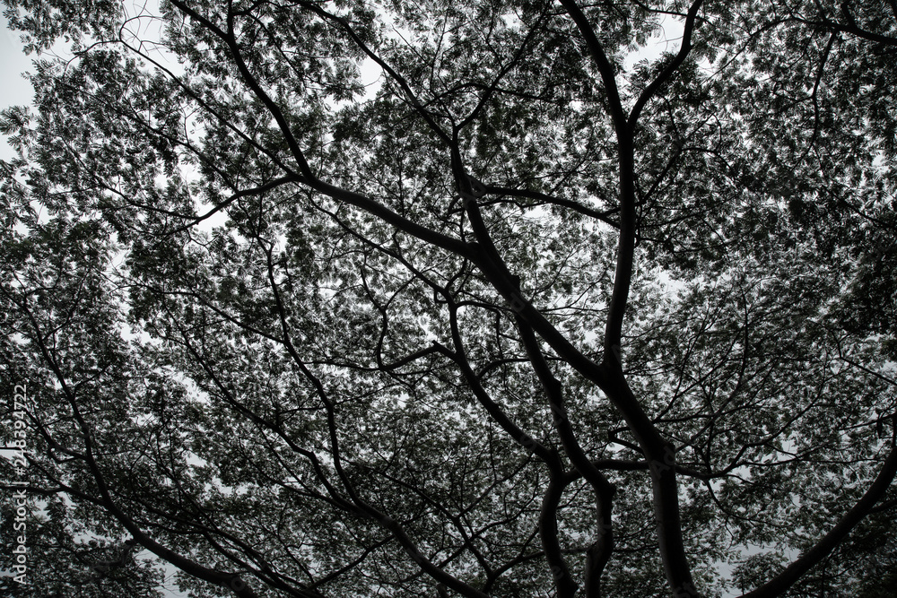 Pattern of branches and leaves, against the sky Pattern of branches and leaves, against the sky