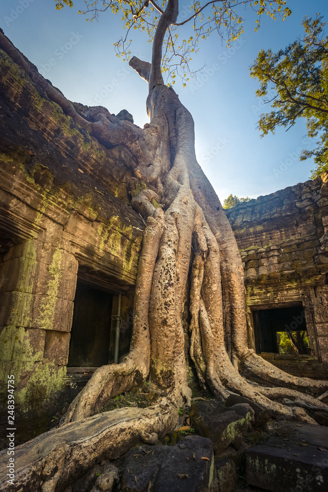 Obraz premium Ta Prohm temple. Siem Reap. Cambodia
