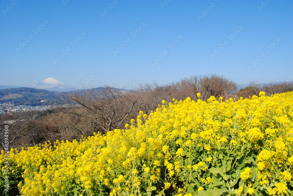 吾妻山公園の菜の花⑤