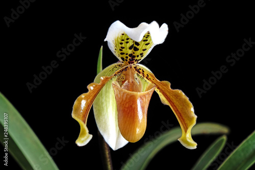 Venus slipper orchid : Paphiopedilum exul is a species of orchid endemic to peninsular Thailand. Paphiopedilum, often called the Venus slipper, a genus of the lady slipper orchid subfamily. Isolated photo