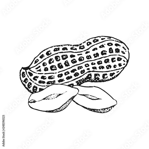 Hand drawn peanut vector illustration isolated on white background.