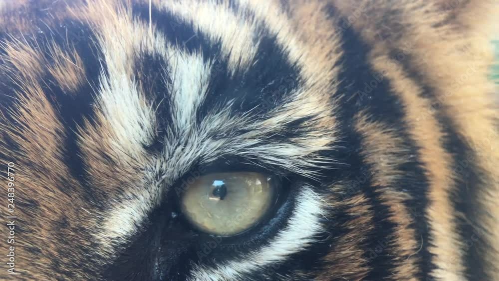 Bengal tiger animal eye looking at camera. Close up view 