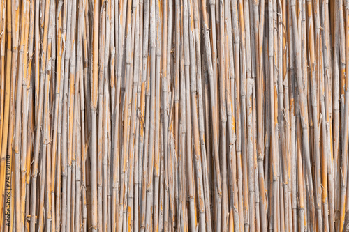 Reed wall, background, or texture in daylight.