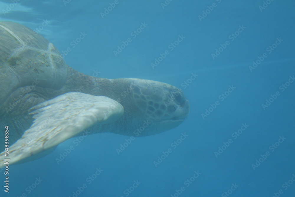 Naklejka premium Tartaruga