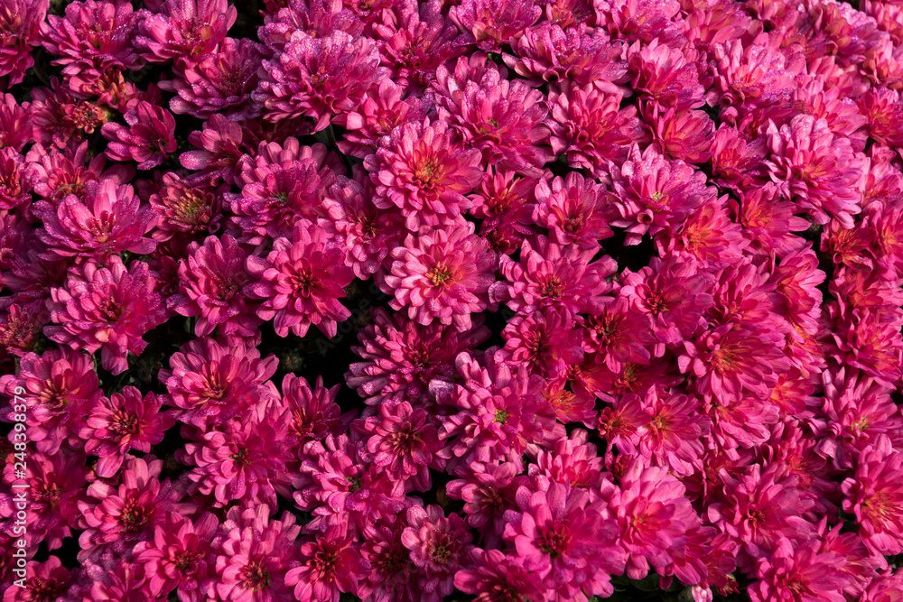 Dark Pink Mum Background Dark Pink Mum Background