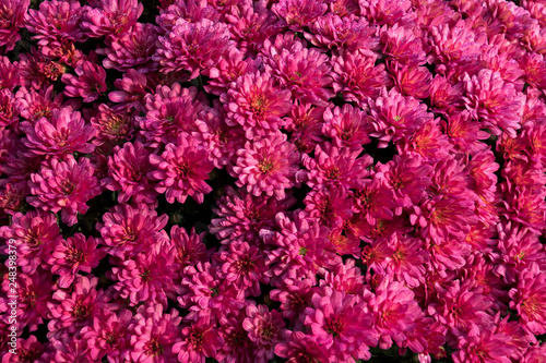 Dark Pink Mum Background