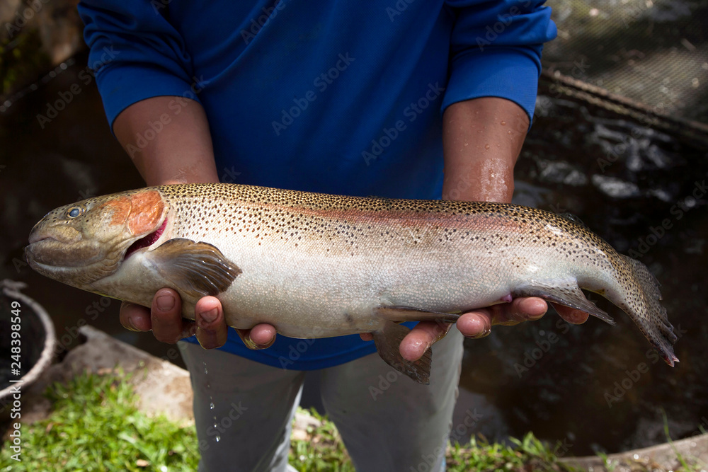 Rainbow Trout in hands