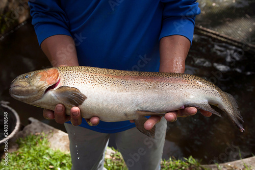 Rainbow Trout in hands