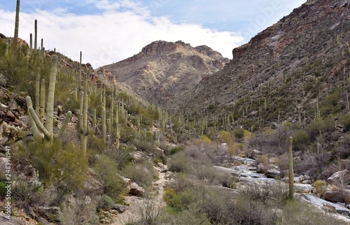 Bear Canyon Trail in Coronado National Forest, within the Santa Catalina Mountains.