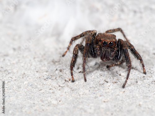 Macro Photo of Jumping Spider on White Floor with Copy Space