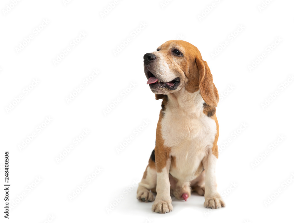 portrait of cute beagle sitting on the floor isolated on white background
