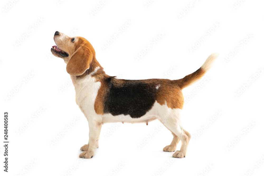 portrait of cute beagle looking above isolated on white background